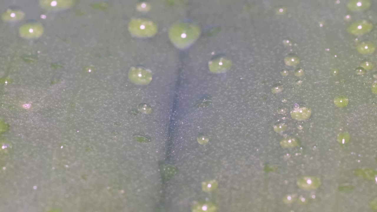 水滴落在树叶或地面上:大自然的液体之美视频下载