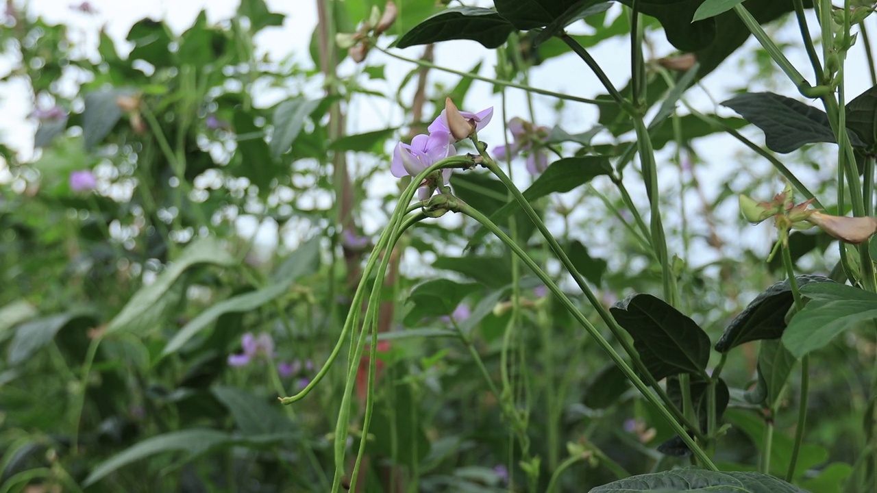 菜地生长的长豆植物视频素材