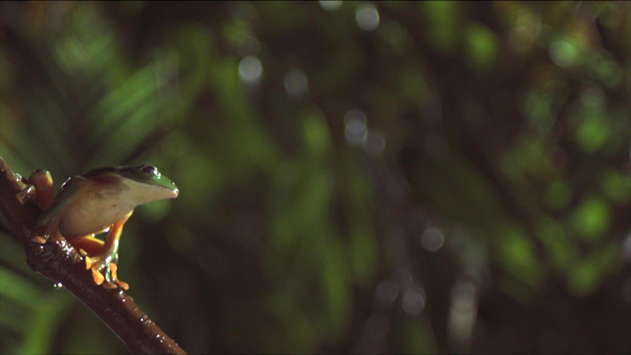 一只滑翔的叶蛙从纤细的树枝上跳跃。高清。视频下载