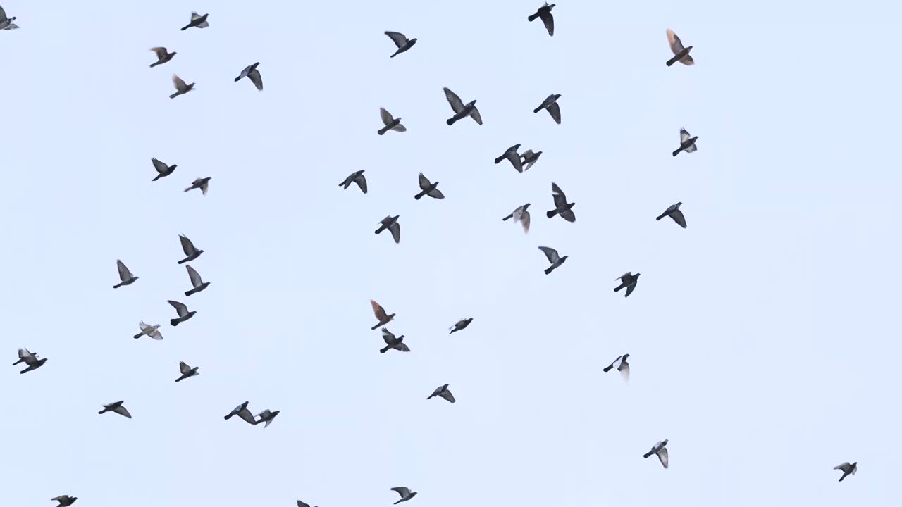 慢镜头，一群雄伟的鸟儿优雅地飞翔，象征着大自然周期的美丽和奇迹以及动物王国的和谐视频下载
