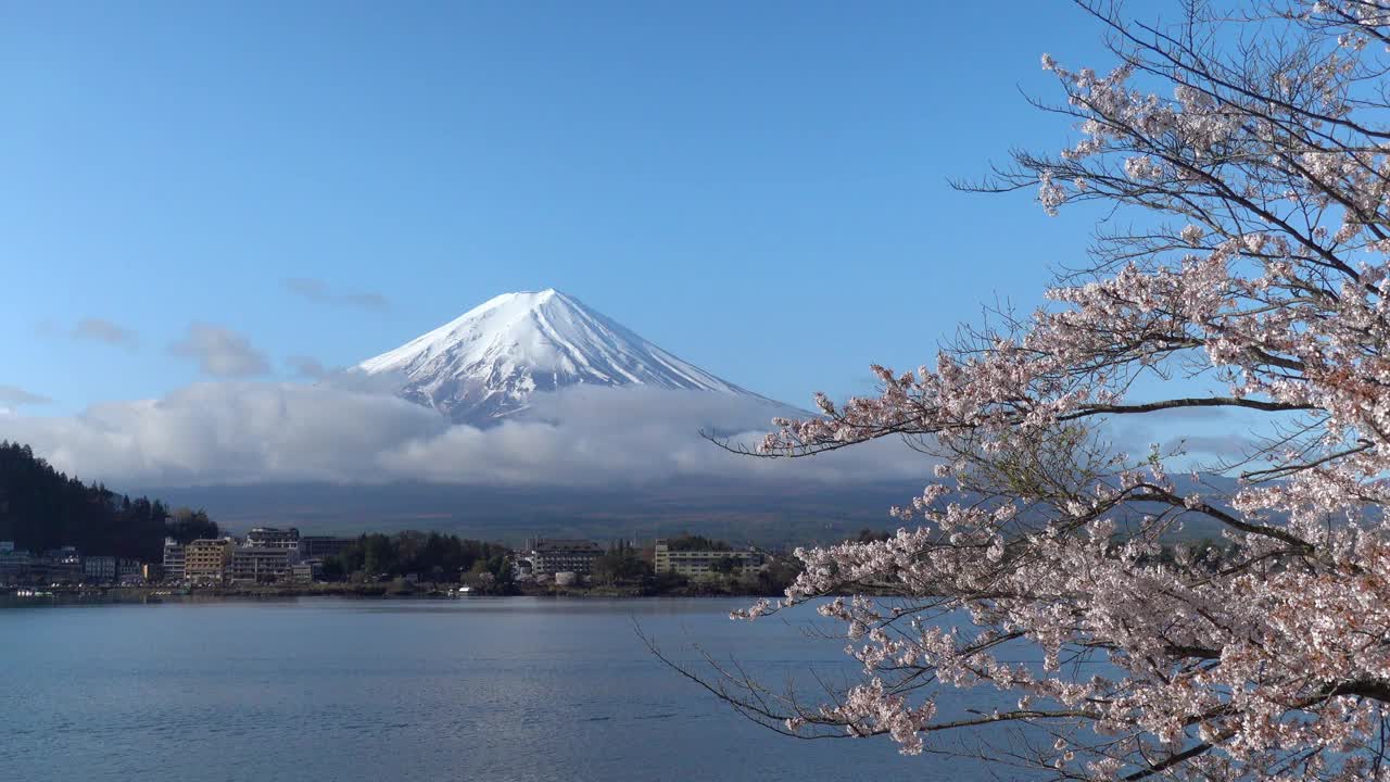 日本风景与富士山和樱花在川口子藤吉田，日本视频下载