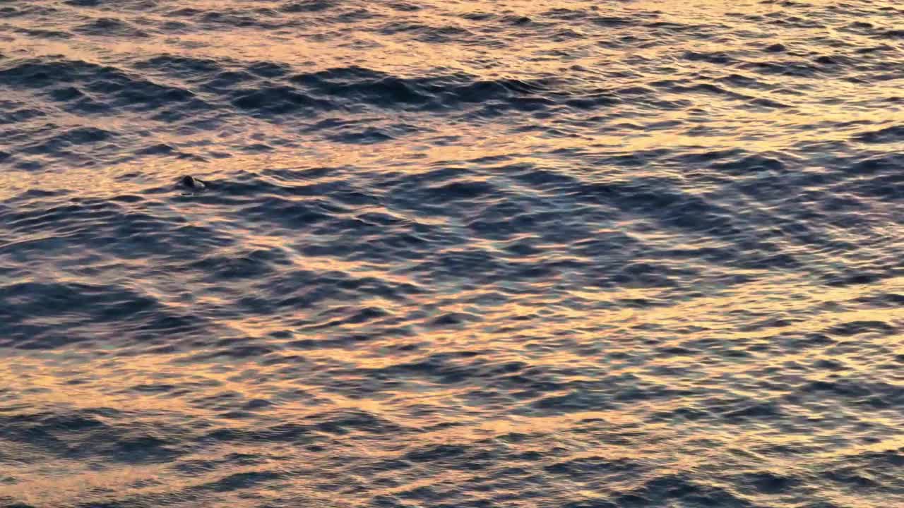 日出时，大海里有海豚视频下载