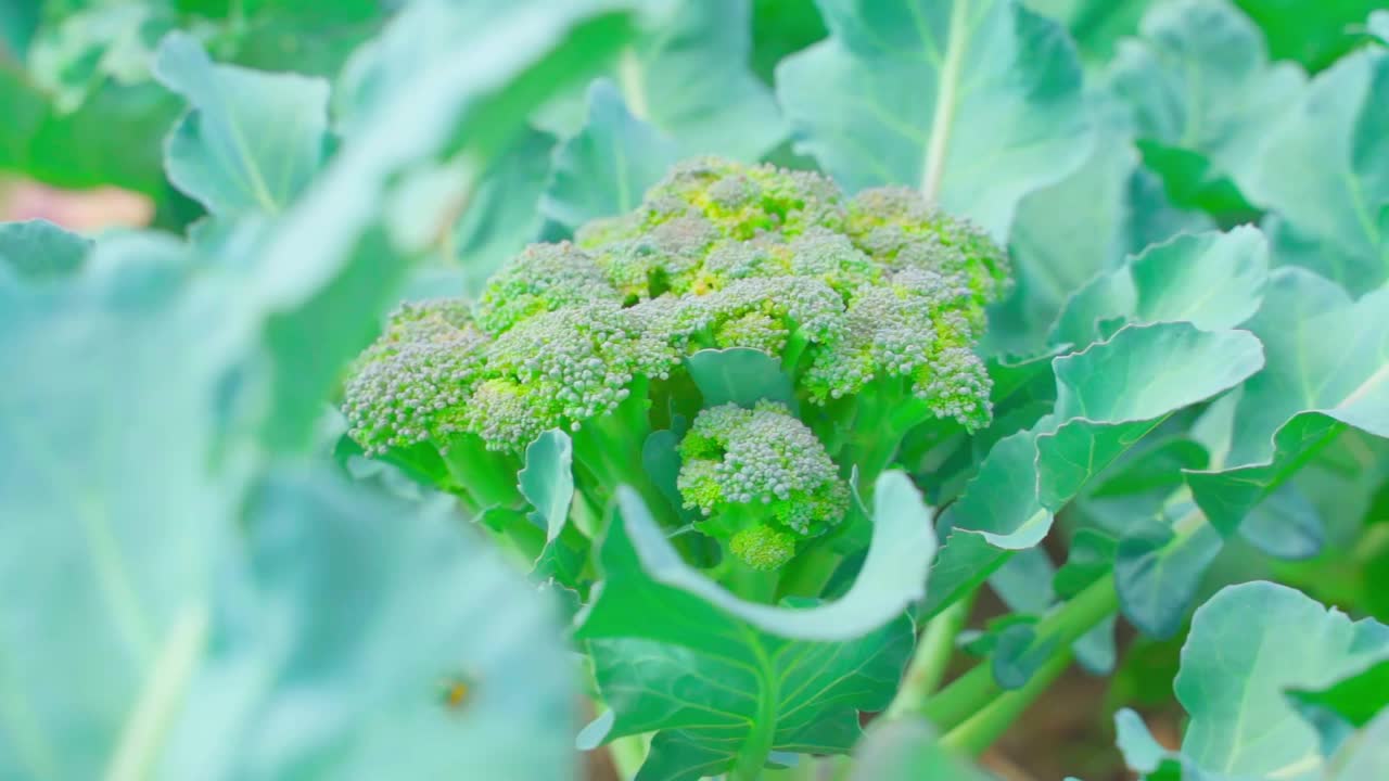 多汁的绿花椰菜生长在种植园，特写。平滑的相机运动周围的蔬菜在一个家庭花园床视频素材