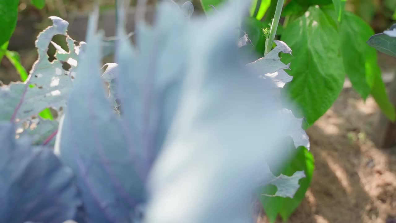 毛毛虫吃蓝色卷心菜叶子，特写。蔬菜收成被昆虫破坏视频素材