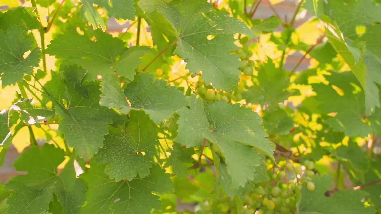 在一个阳光明媚的夏日，葡萄园里生长着绿色的葡萄，特写视频素材