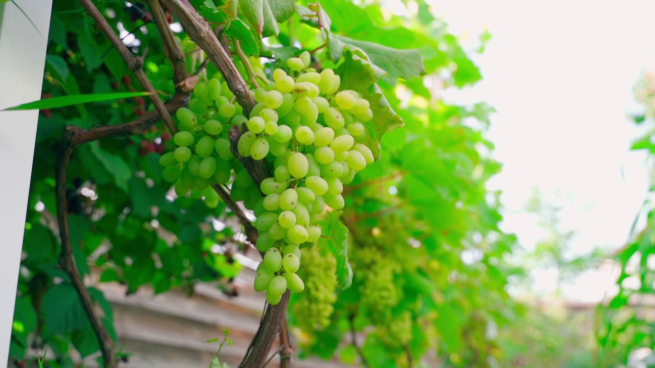 葡萄园上挂着一大串绿葡萄，上面有棕色的小斑点视频素材