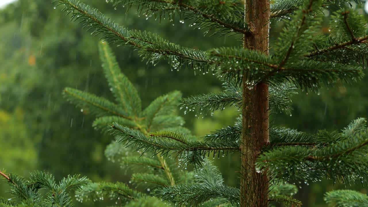 青松枝上的水滴。密林中的阵雨，降雨特写。针叶林的雨天。松叶上的慢动作雨滴。大雨落冷杉树枝。视频素材