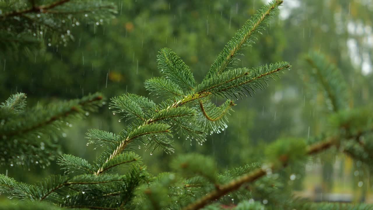 青松枝上的水滴。密林中的阵雨，降雨特写。针叶林的雨天。松叶上的慢动作雨滴。大雨落冷杉树枝。视频素材