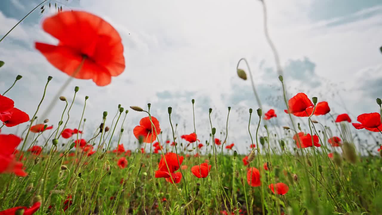 红色的罂粟花映衬着蓝天。4 k的片段视频下载