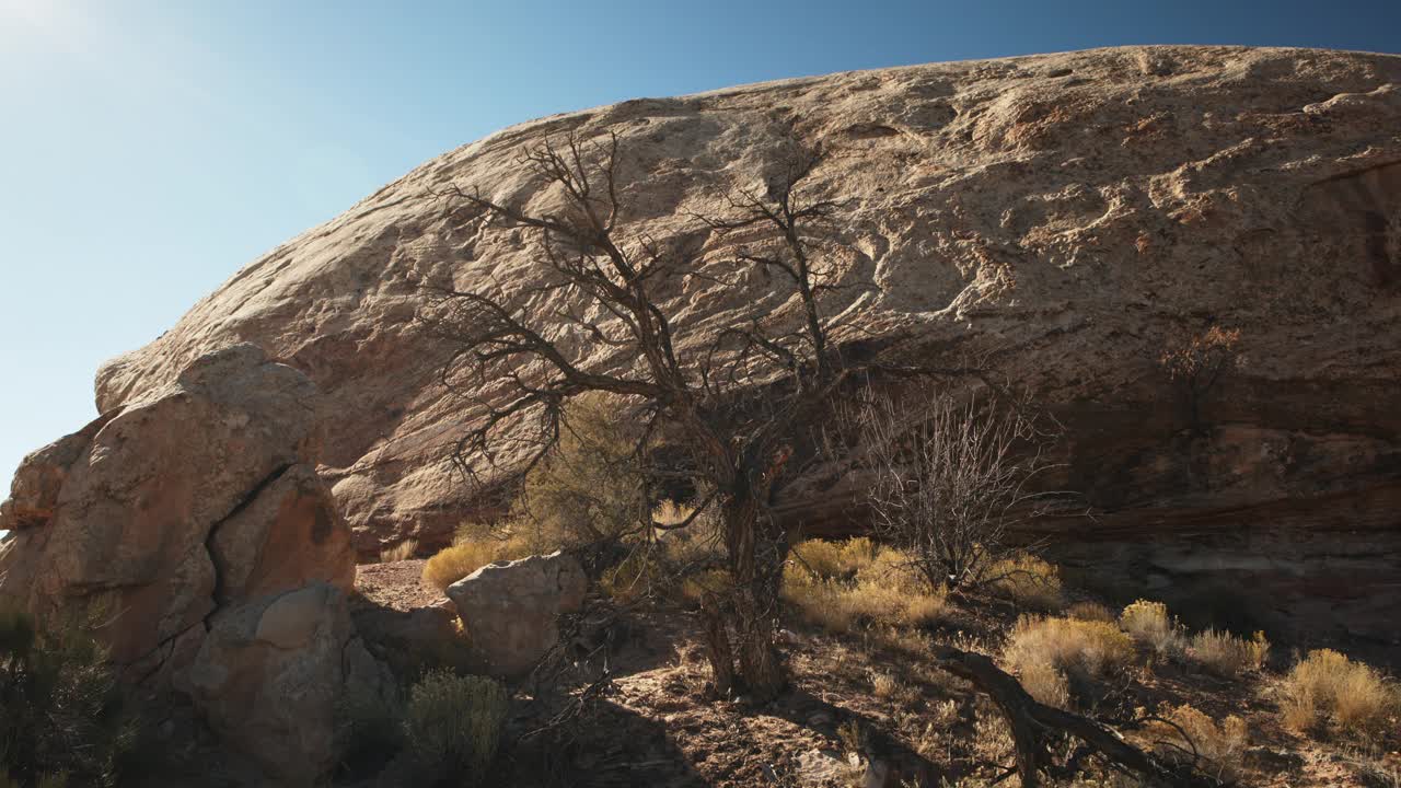 岩层附近的贫瘠树木的低角度视图/犹他州，美国视频下载