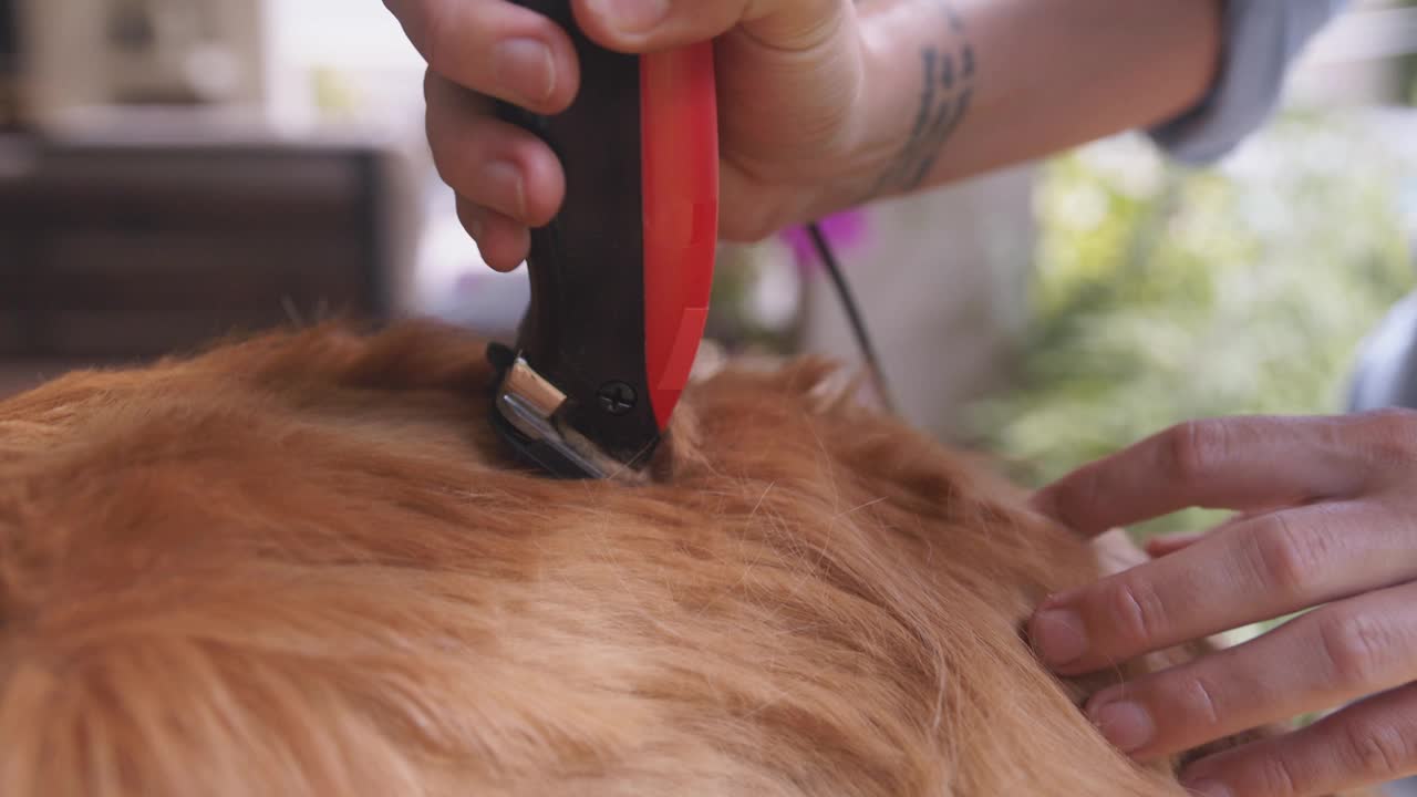 在宠物沙龙或美发店为狗狗梳理毛发，电动剃毛器，女性手握动物皮毛修剪器。抱着狗的女性用抚摸和双手清洁毛茸茸的宠物，以保持卫生视频下载