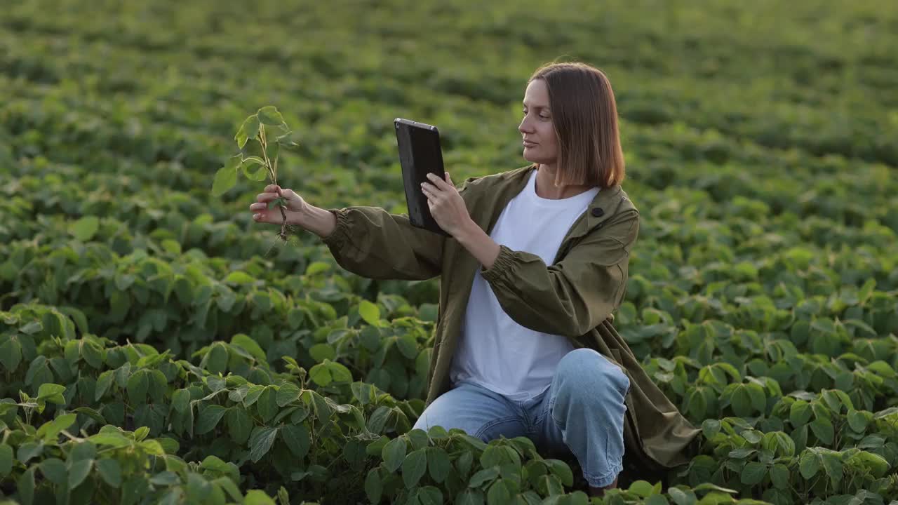 女农民用数码平板检查生活方式大豆植物，在田地里拍下叶子和根的照片。检查和控制大豆植株质量，准备收割。智能农业技术视频下载