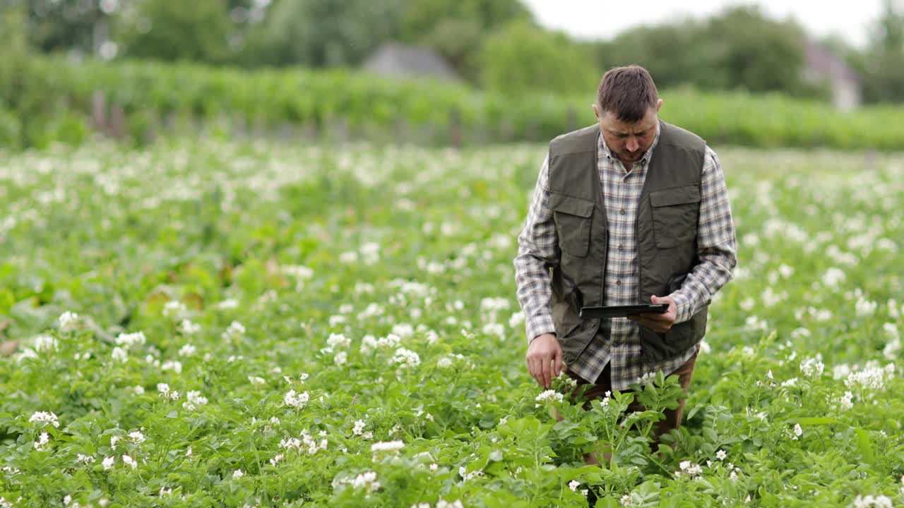 农民或农艺师使用数字平板电脑来分析和检查马铃薯地里开花植物的生长和疾病。智慧农业技术与农业经营理念。视频下载