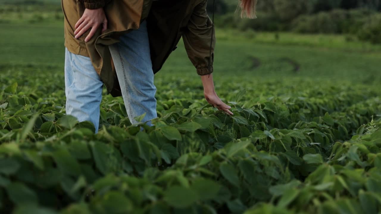 大豆农业。面目全非的女农民触摸绿色大豆植株的叶子。农艺师控制、检查和检查大豆种植和未来收成。农业综合企业和农业概念视频下载
