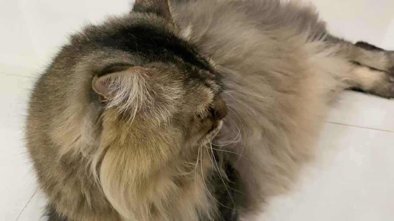 在地板上休息的西伯利亚猫视频下载