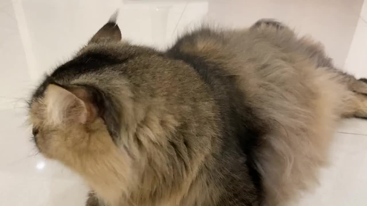 在地板上休息的西伯利亚猫视频下载