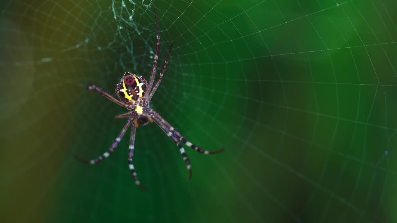 蜘蛛在网上的近距离视图视频下载