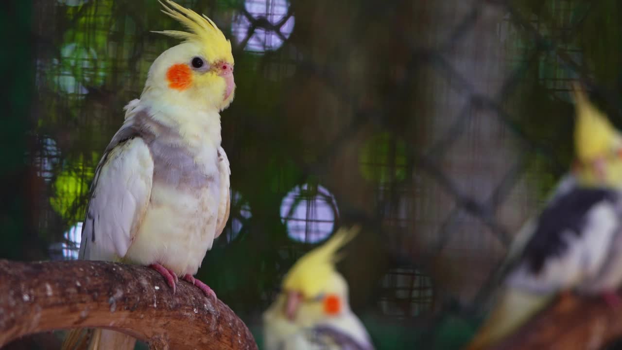 硫磺冠凤头鹦鹉栖息在树上视频下载