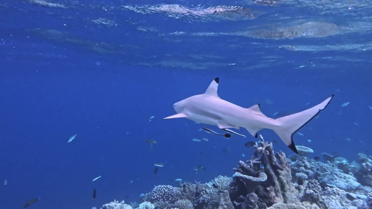 慢动作的黑鳍礁鲨在海洋中游泳视频下载