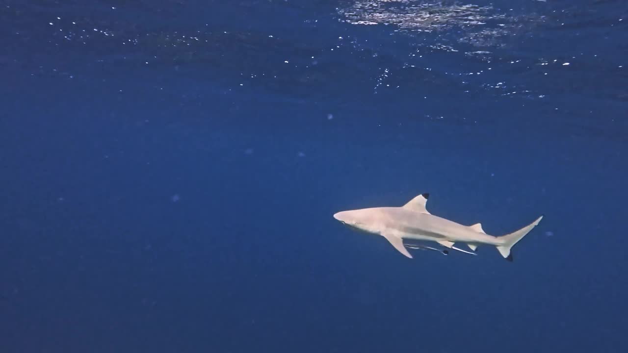 慢动作的黑鳍礁鲨在海洋中游泳视频素材