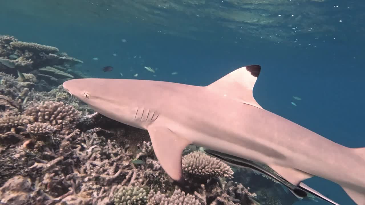 慢动作的黑鳍礁鲨在海洋中游泳视频素材
