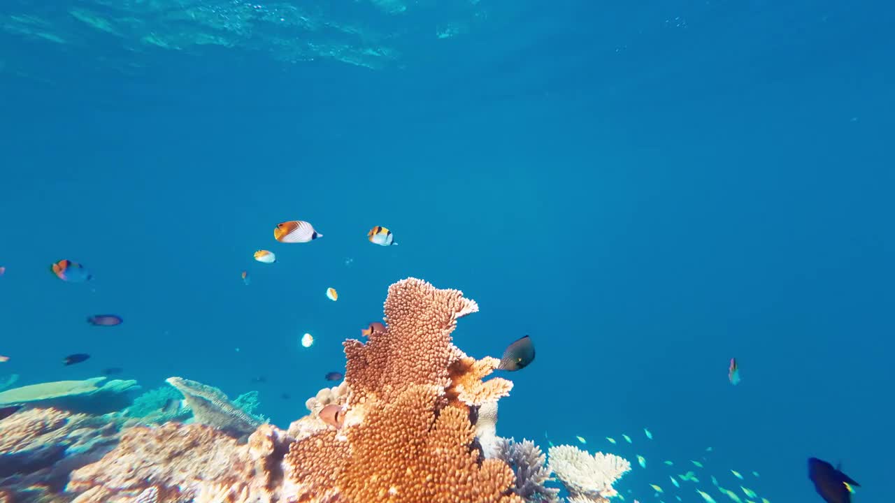 有热带鱼的水下珊瑚礁视频下载