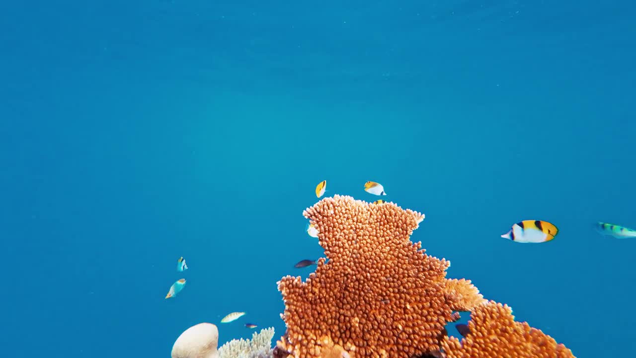 有热带鱼的水下珊瑚礁视频素材