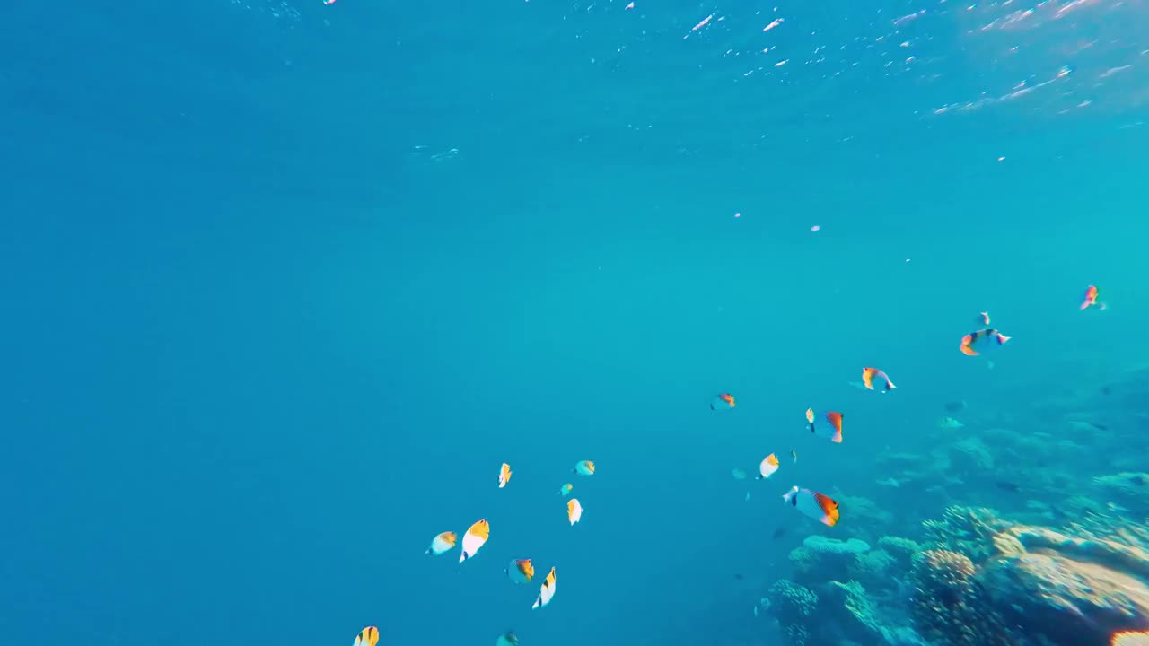 有热带鱼的水下珊瑚礁视频下载