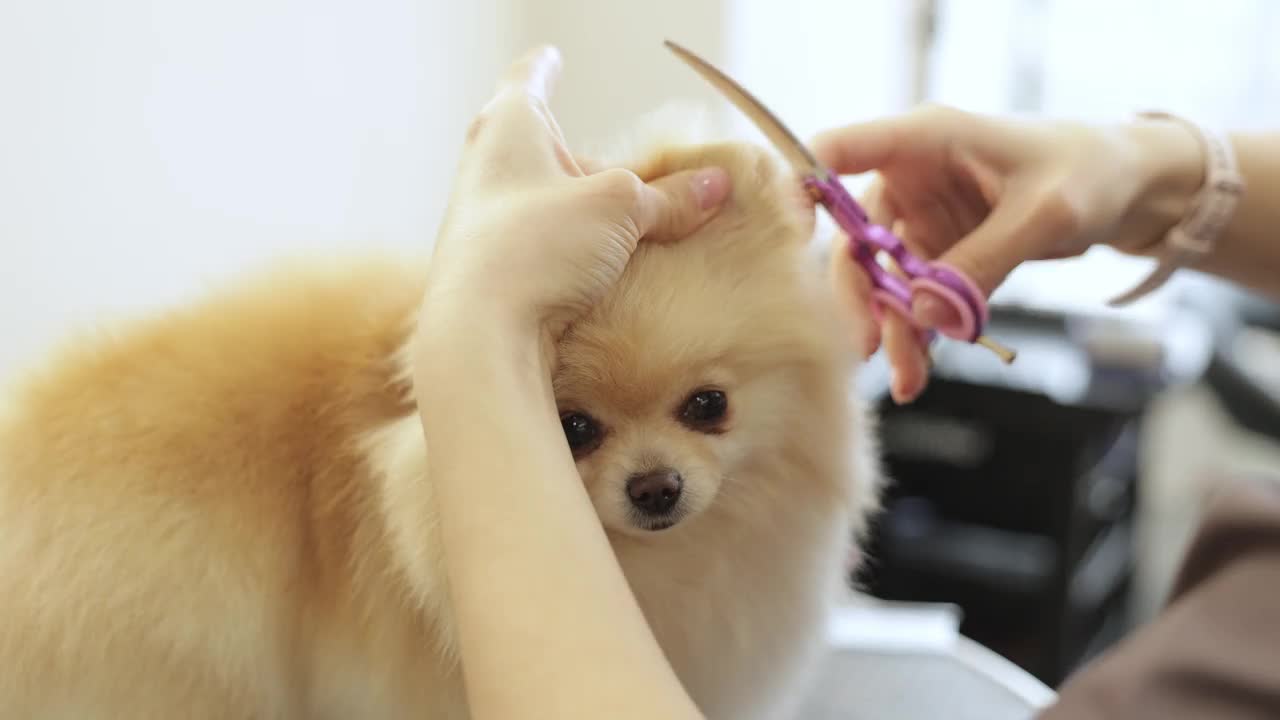 狗梳理毛发。在一只可爱的小猎犬的耳朵上剪头发视频下载