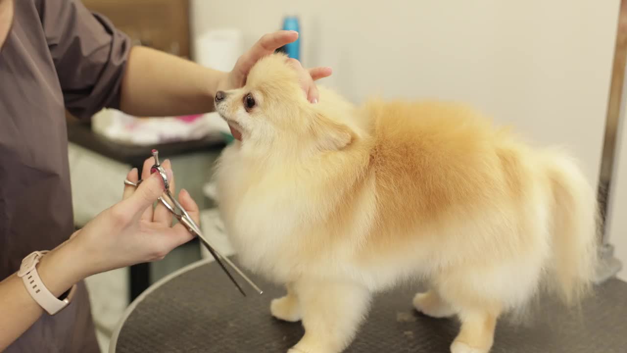 可爱的波美拉尼亚狗在美容院接受美容。专业人士在专门的沙龙里照顾狗。视频下载