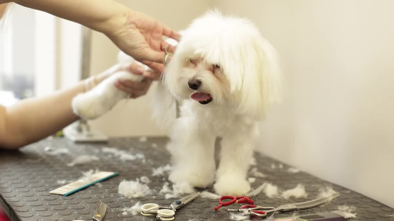 宠物美容师在兽医诊所照顾马尔济斯小狗。专业的动物美容服务镜头。专家给小白玩具狗剪毛视频下载
