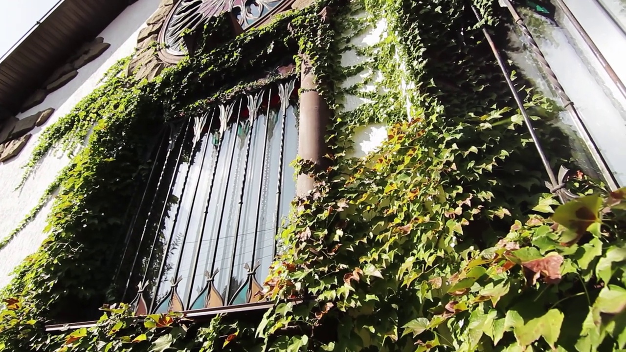 生机勃勃的常春藤爬上老建筑的立面，覆盖着窗户，反射着阳光。绿色城市展示垂直园林建筑的融合。有机过度生长的历史建筑城市环境。视频下载