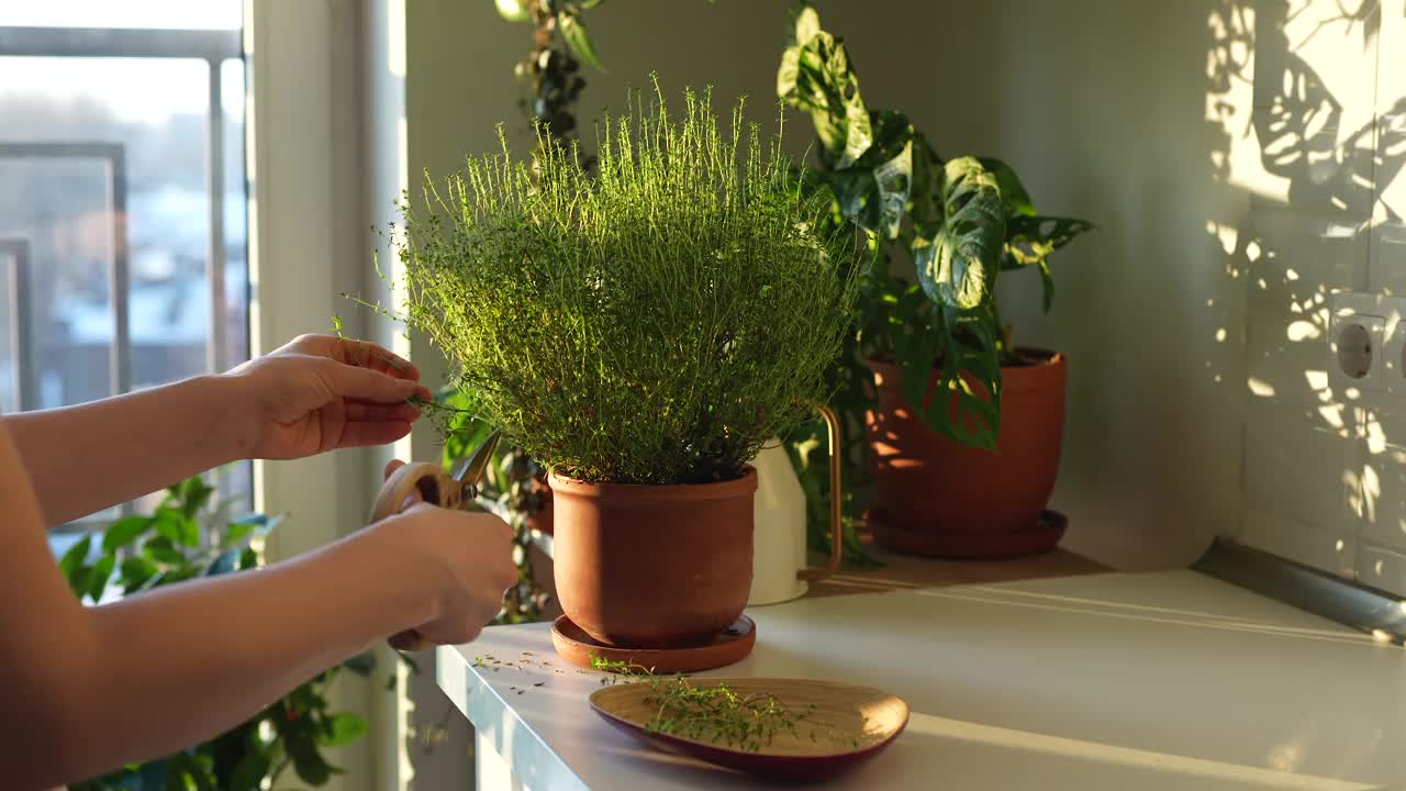 一名妇女用剪刀剪着自家种植的百里香植物的新鲜枝条，以便烹饪视频下载