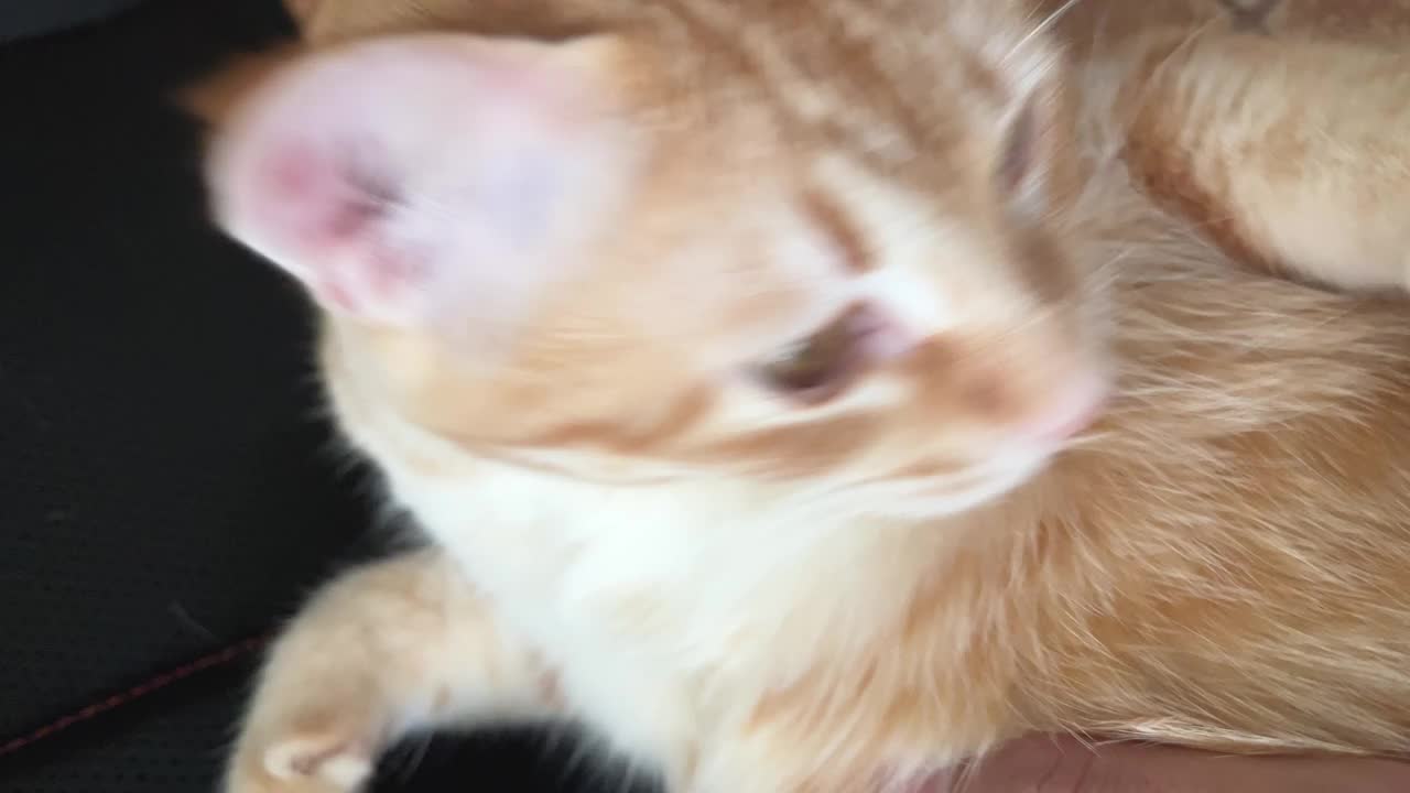 触摸小橘猫视频素材