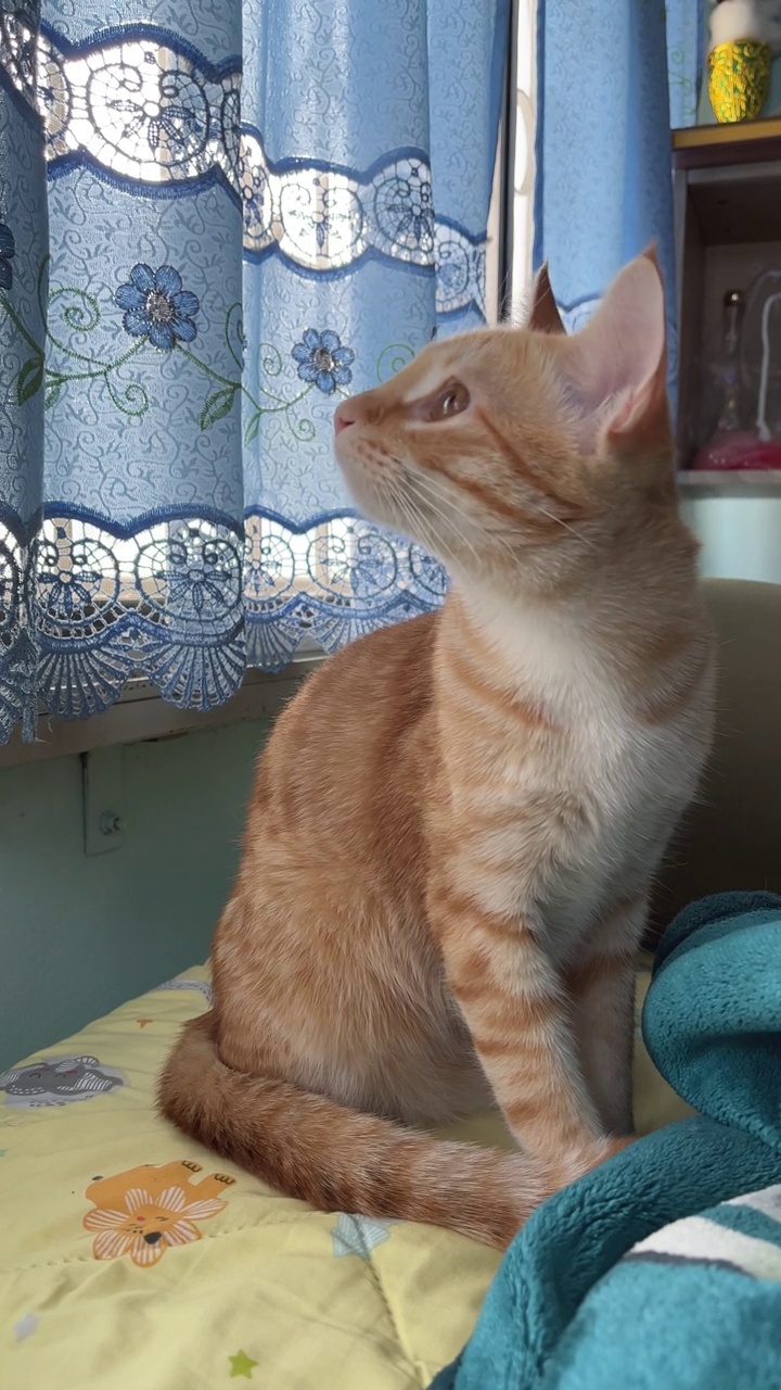 小橙色虎斑猫看起来像什么视频素材
