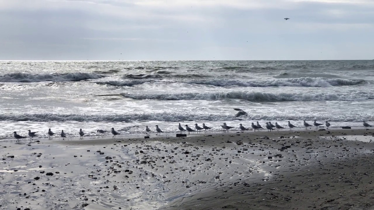 一群海鸥飞过波涛汹涌的海滩视频下载