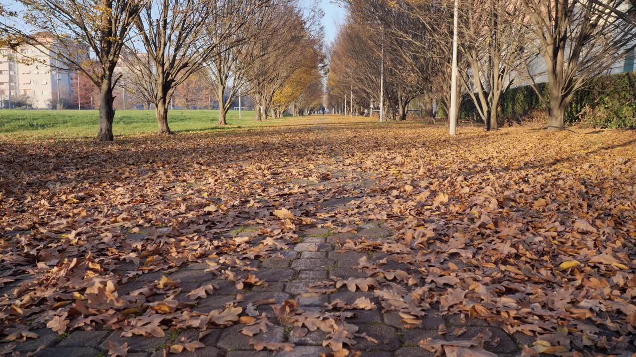 长长的笔直的人行道，秋天的地面上有许多黄叶，沿途有树视频下载
