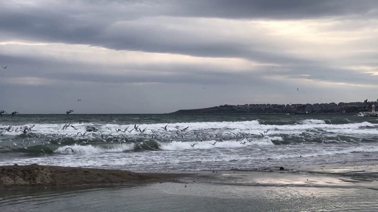 一群海鸥飞过波涛汹涌的海滩视频下载
