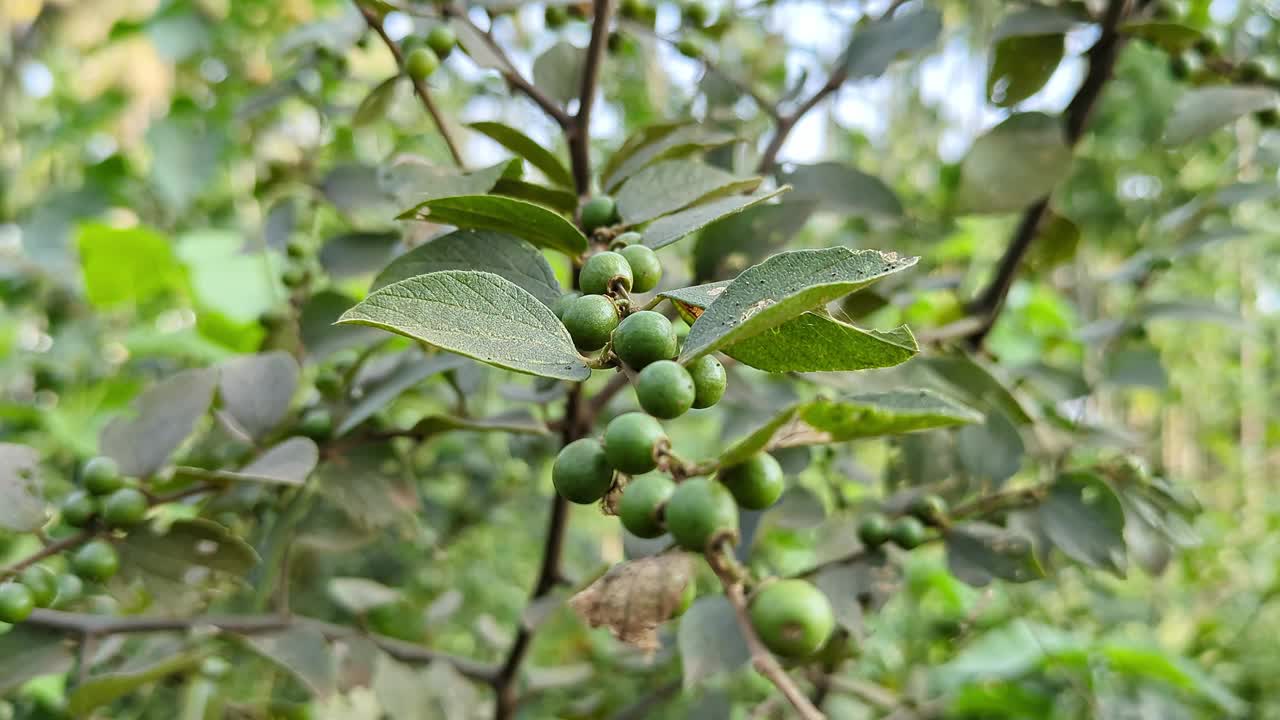 在树枝上，一串串未成熟的印度红枣或她的果实枣视频下载