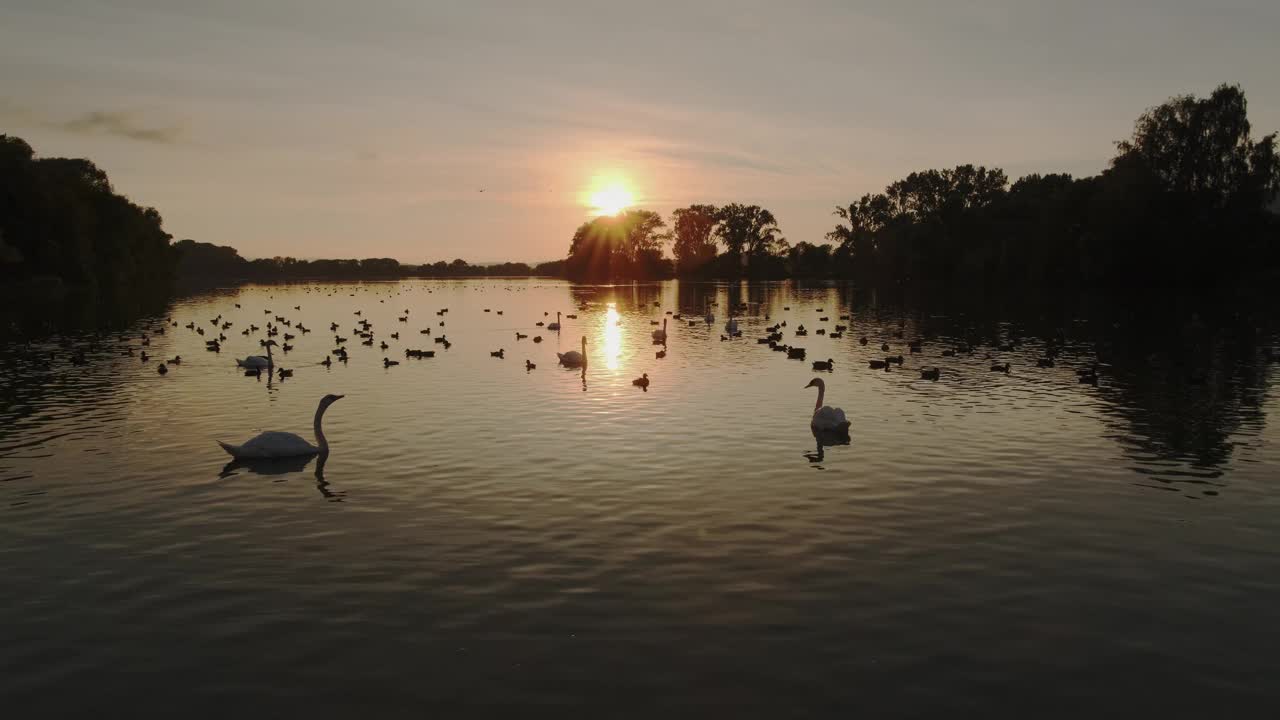 美丽的天鹅和鸭子在日落时在完美平静的海湖中游泳。清洁羽毛和啄木鸟潜水剪影在波光粼粼的黄金时间视频下载