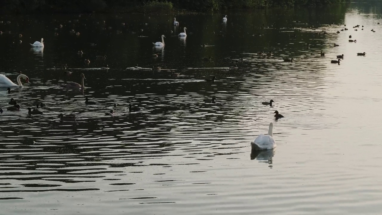 美丽的天鹅和鸭子在日落时在完美平静的海湖中游泳。清洁羽毛和啄木鸟潜水剪影在波光粼粼的黄金时间视频下载