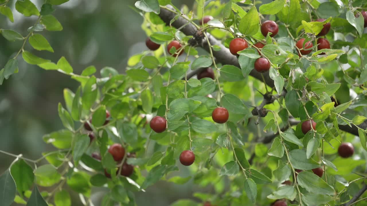 秋天的酸枣树。视频下载