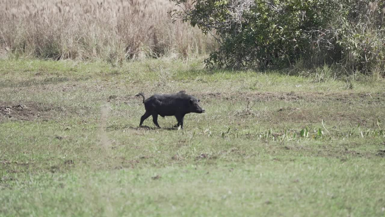 美洲南部巴西潘塔纳尔沼泽湿地的一种野猪，也叫黄鼬猪或臭鼬猪。视频下载