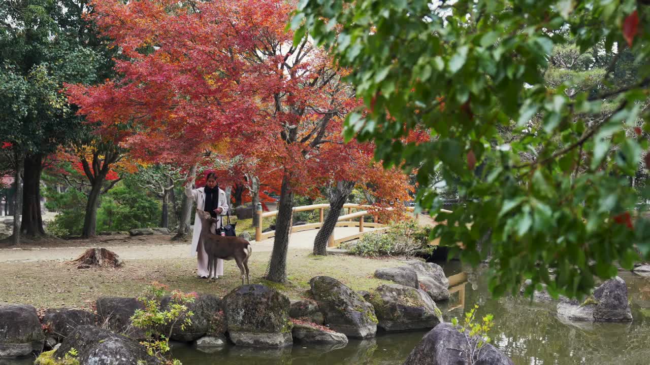身着传统服饰的妇女在秋天的奈良公园喂鹿，两人都鞠躬视频下载