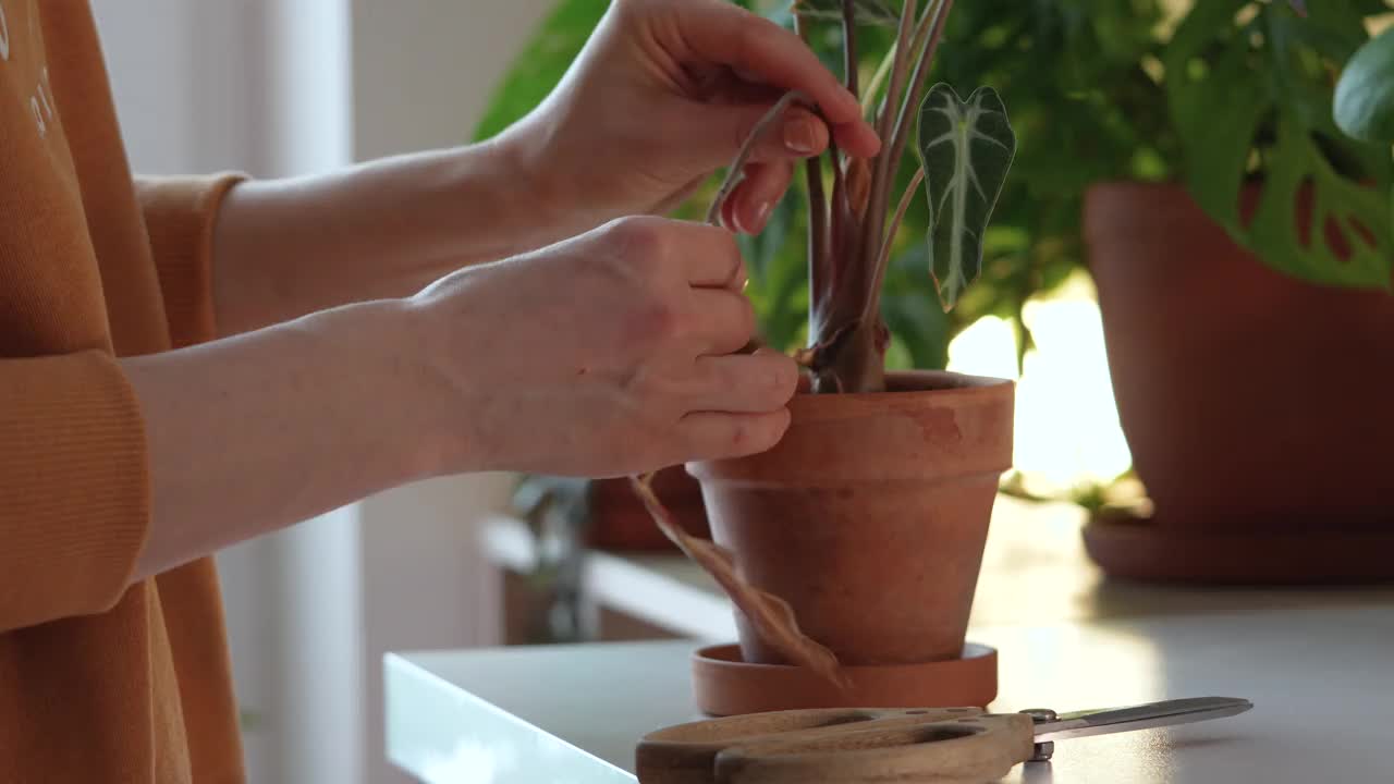 女园丁剪枯黄叶的紫菀室内植物特写。植物养护理念。视频下载