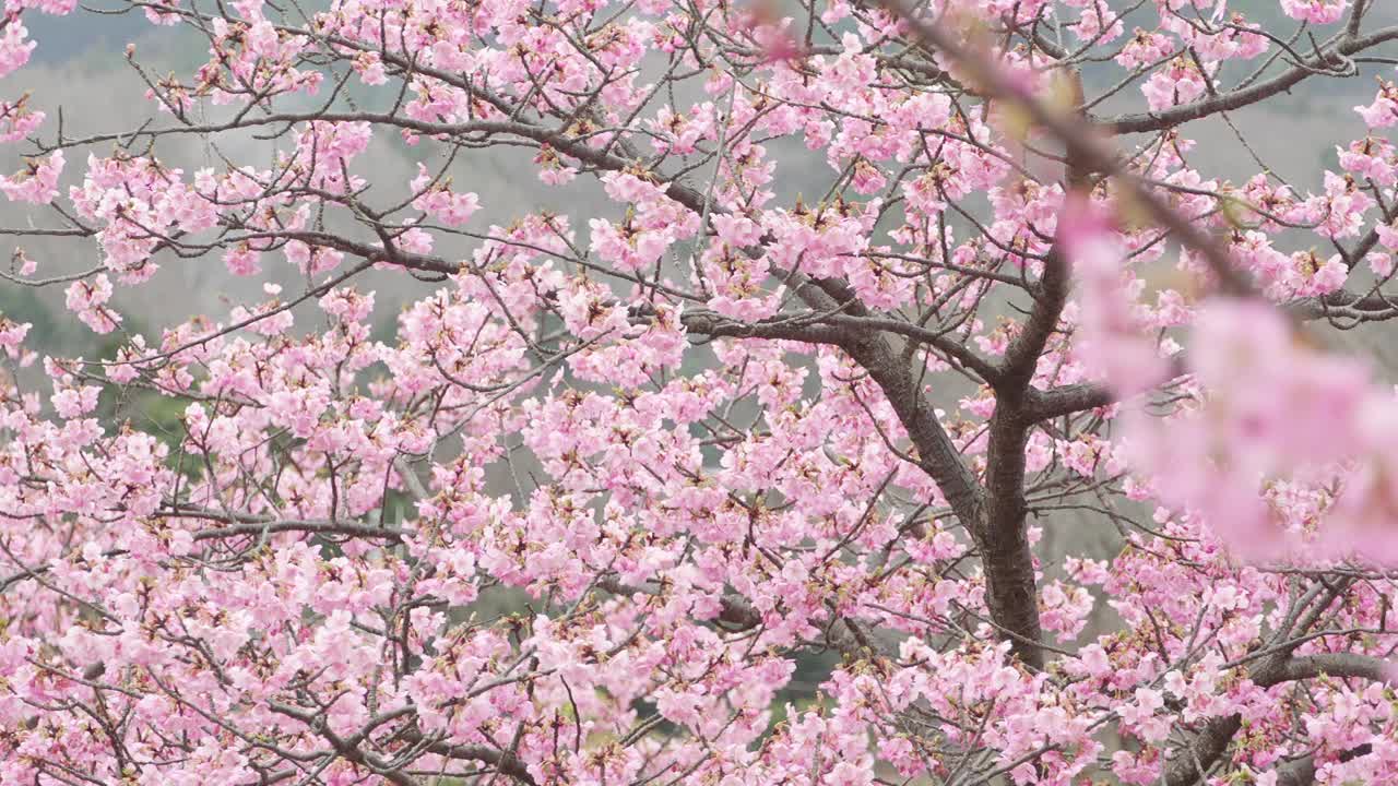 日本樱花，一种早开的品种，叫做川樱视频下载