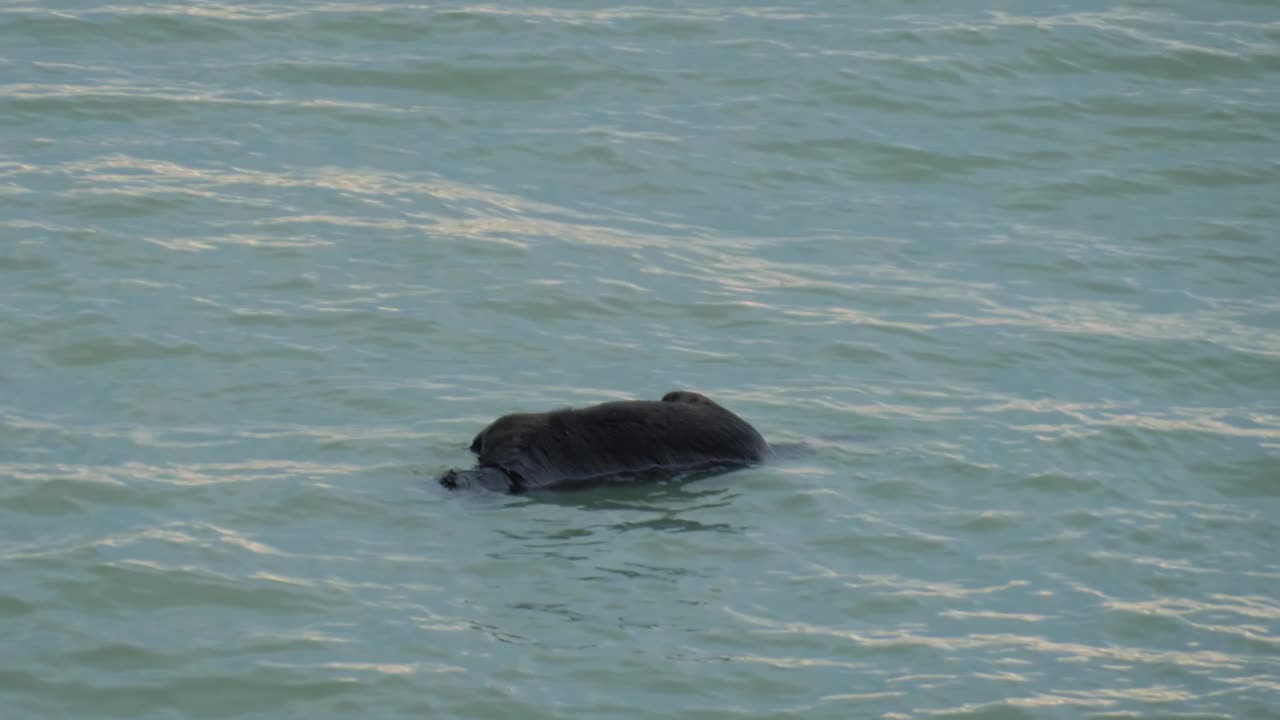 被淹死的黑狗的尸体漂浮在水面上视频下载