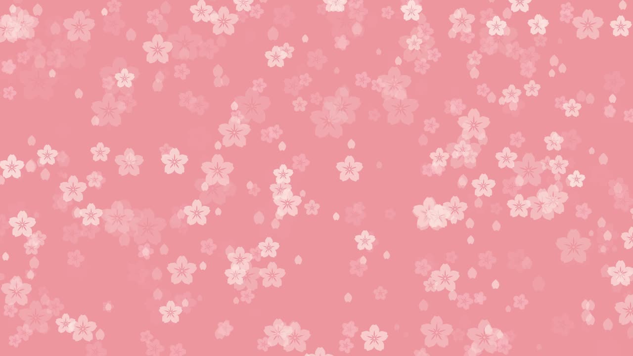 桃红色背景上的樱花视频下载
