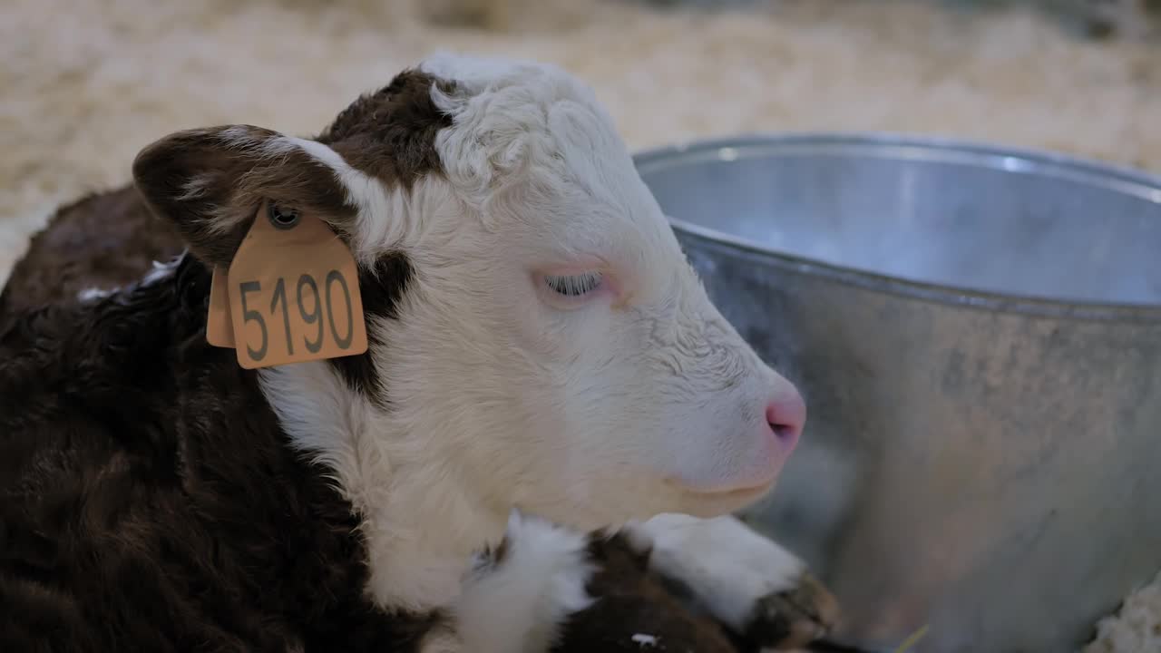 可爱的棕色和白色的小牛躺在农场休息的肖像视频下载