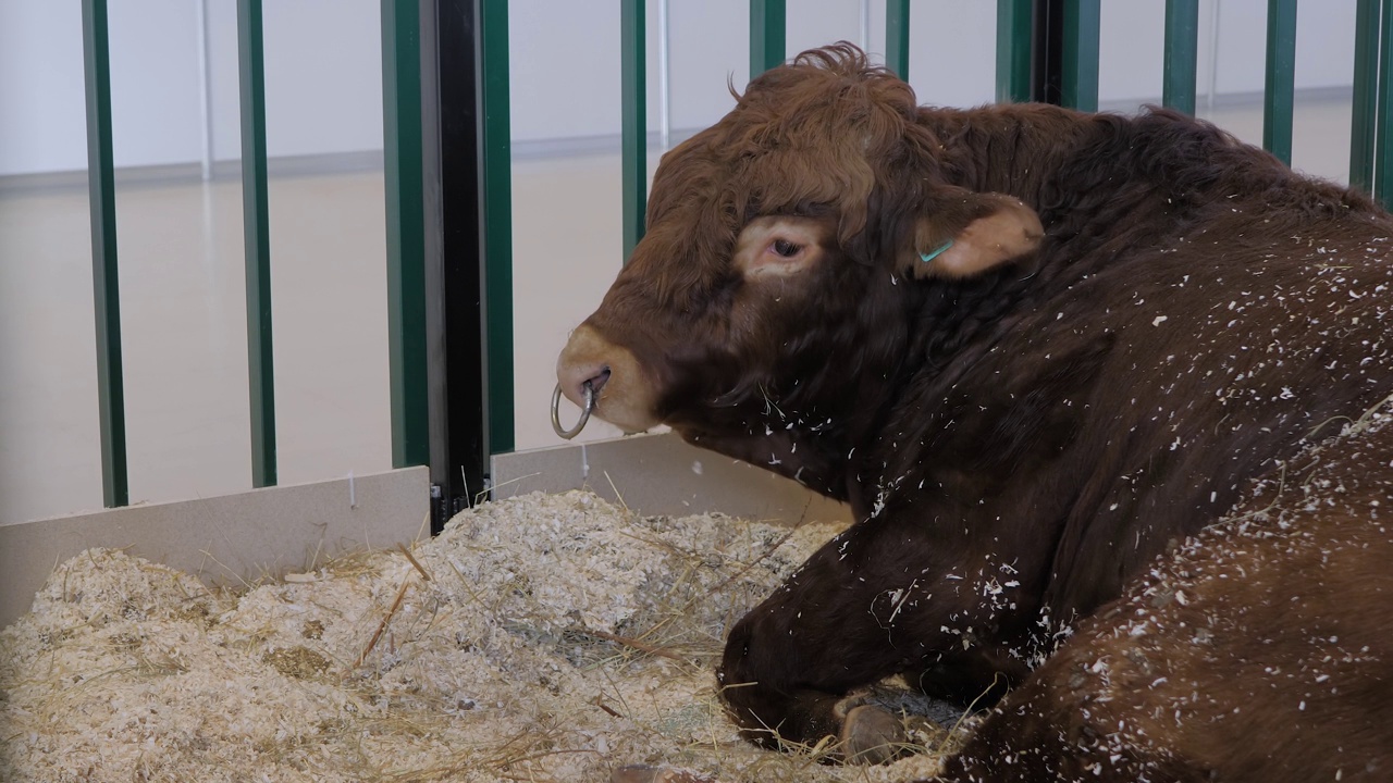 大型棕牛在农业动物展览会上吃干草视频下载